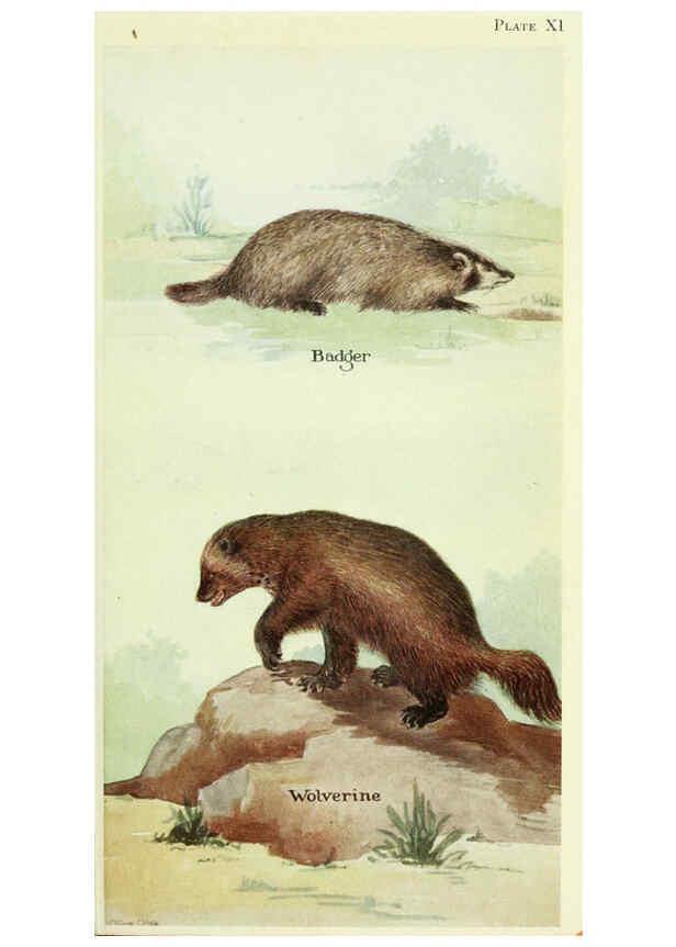 Reproducción/Reproduction 6234594178: Field book of North American mammals New York,G. P. Putnam's Sons,1928