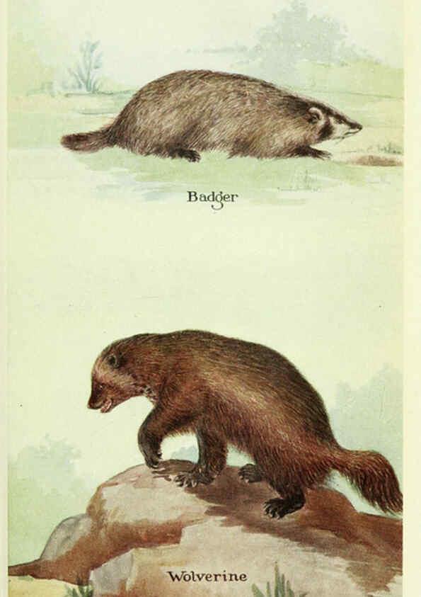Reproducción/Reproduction 6234594178: Field book of North American mammals New York,G. P. Putnam's Sons,1928