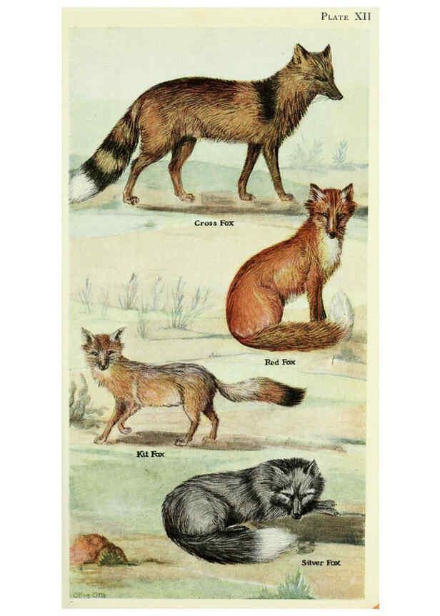 Reproducción/Reproduction 6234594434: Field book of North American mammals New York,G. P. Putnam's Sons,1928