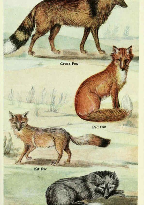 Reproducción/Reproduction 6234594434: Field book of North American mammals New York,G. P. Putnam's Sons,1928