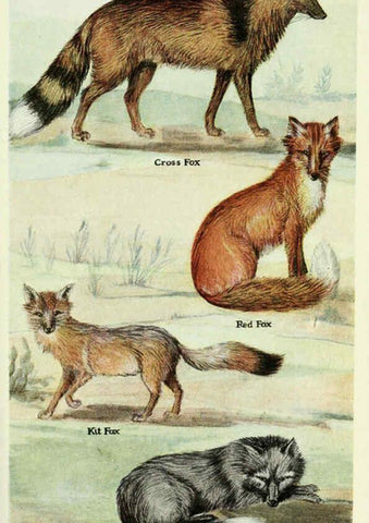 Reproducción/Reproduction 6234594434: Field book of North American mammals New York,G. P. Putnam's Sons,1928
