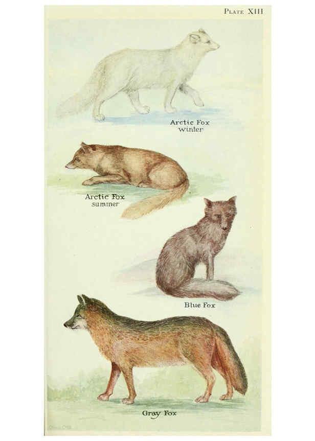Reproducción/Reproduction 6234597262: Field book of North American mammals New York,G. P. Putnam's Sons,1928