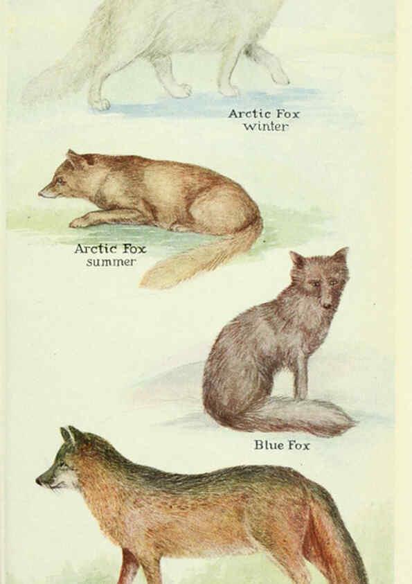 Reproducción/Reproduction 6234597262: Field book of North American mammals New York,G. P. Putnam's Sons,1928