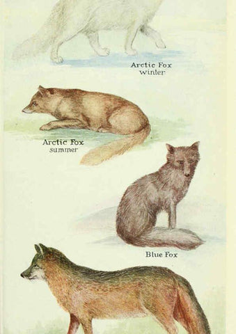 Reproducción/Reproduction 6234597262: Field book of North American mammals New York,G. P. Putnam's Sons,1928