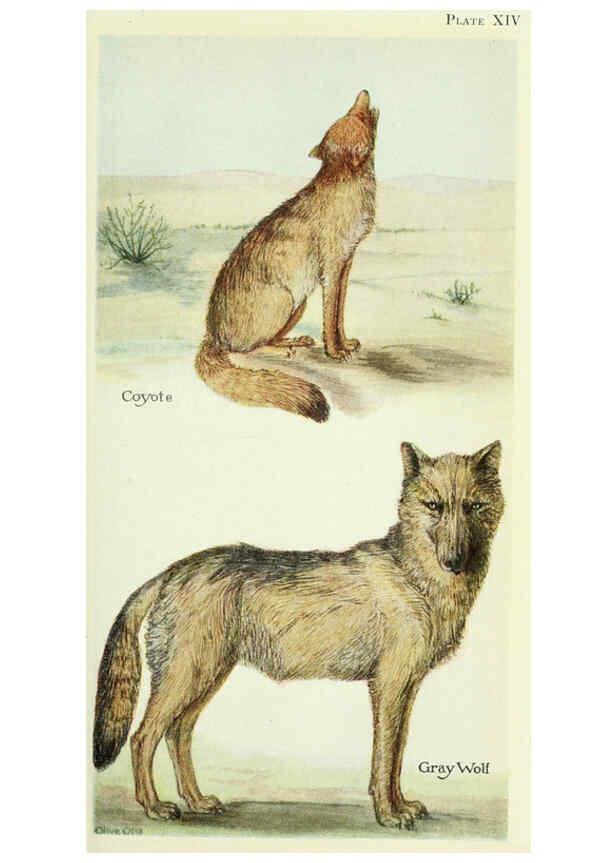 Reproducción/Reproduction 6234610650: Field book of North American mammals New York,G. P. Putnam's Sons,1928