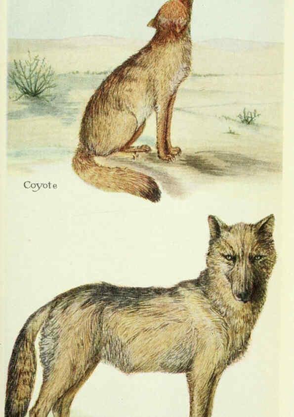 Reproducción/Reproduction 6234610650: Field book of North American mammals New York,G. P. Putnam's Sons,1928