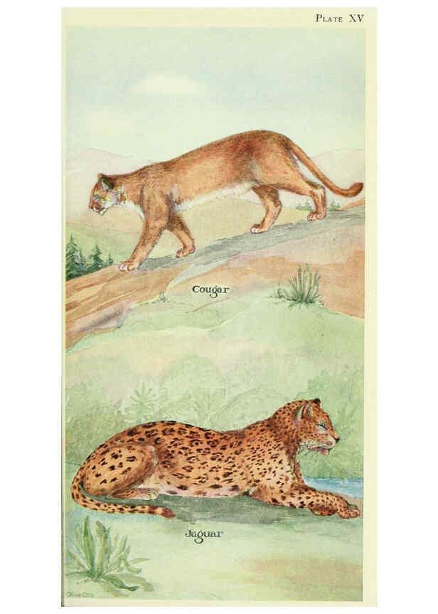 Reproducción/Reproduction 6234646699: Field book of North American mammals New York,G. P. Putnam's Sons,1928