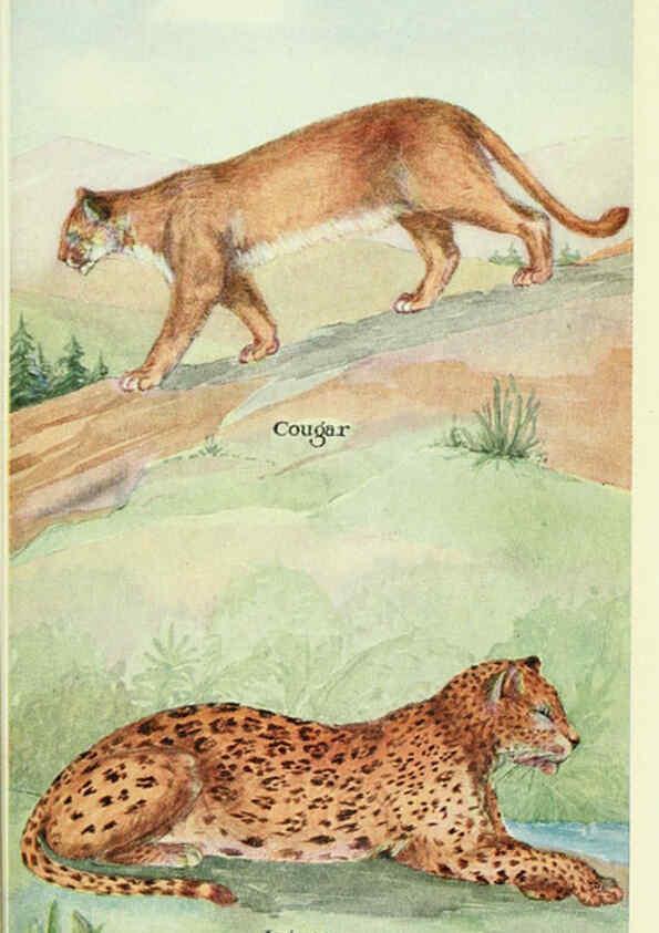 Reproducción/Reproduction 6234646699: Field book of North American mammals New York,G. P. Putnam's Sons,1928