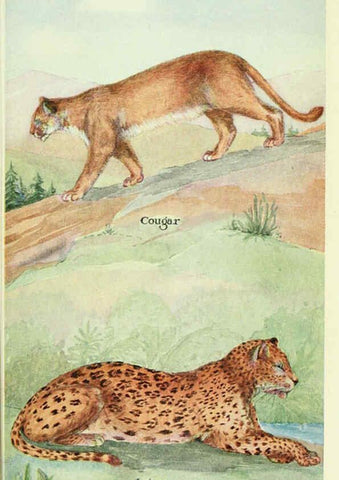 Reproducción/Reproduction 6234646699: Field book of North American mammals New York,G. P. Putnam's Sons,1928