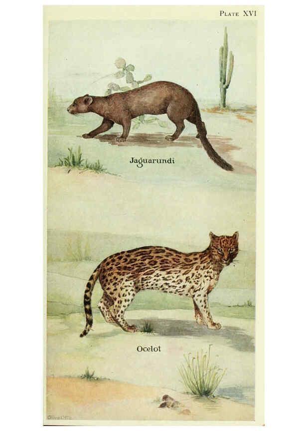 Reproducción/Reproduction 6235171420: Field book of North American mammals New York,G. P. Putnam's Sons,1928