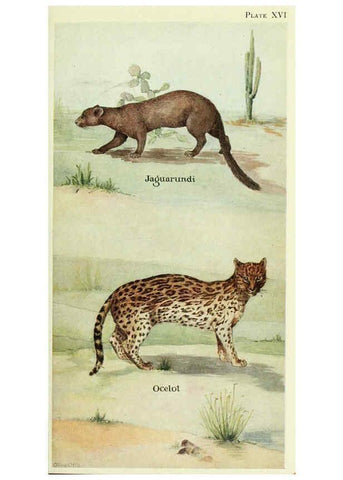 Reproducción/Reproduction 6235171420: Field book of North American mammals New York,G. P. Putnam's Sons,1928
