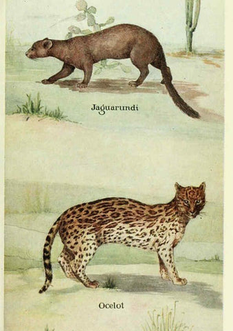 Reproducción/Reproduction 6235171420: Field book of North American mammals New York,G. P. Putnam's Sons,1928