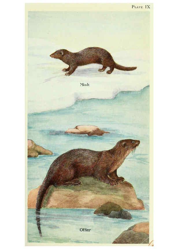 Reproducción/Reproduction 6234068951: Field book of North American mammals New York,G. P. Putnam's Sons,1928