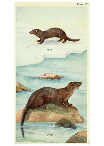 Reproducción/Reproduction 6234068951: Field book of North American mammals New York,G. P. Putnam's Sons,1928