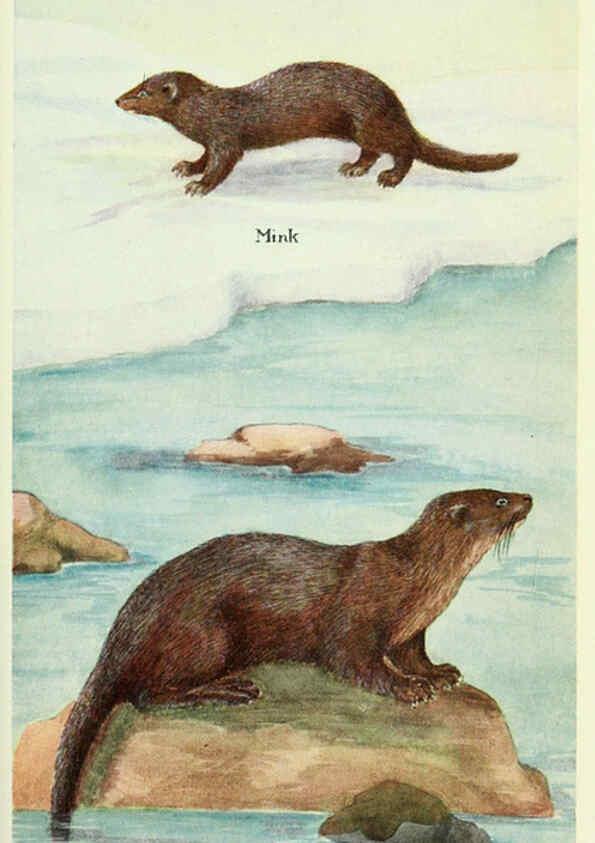 Reproducción/Reproduction 6234068951: Field book of North American mammals New York,G. P. Putnam's Sons,1928