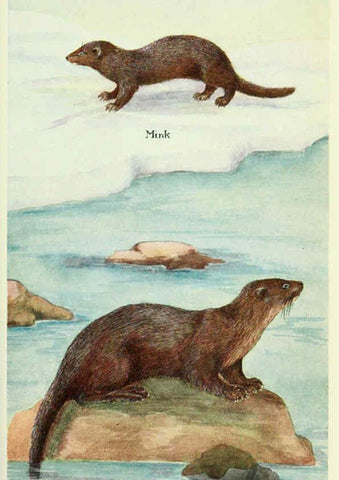 Reproducción/Reproduction 6234068951: Field book of North American mammals New York,G. P. Putnam's Sons,1928