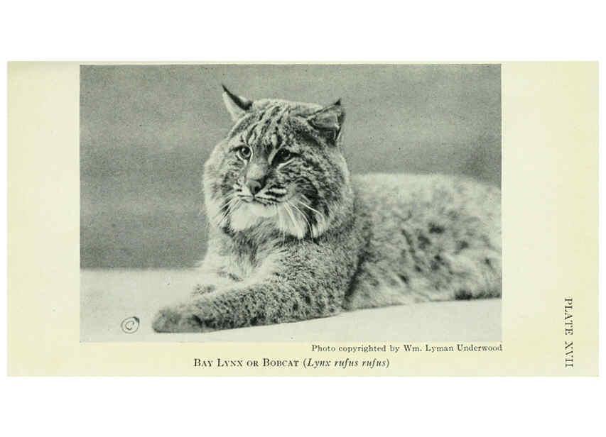 Reproducción/Reproduction 6235171766: Field book of North American mammals New York,G. P. Putnam's Sons,1928