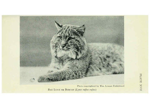 Reproducción/Reproduction 6235171766: Field book of North American mammals New York,G. P. Putnam's Sons,1928