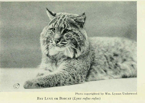 Reproducción/Reproduction 6235171766: Field book of North American mammals New York,G. P. Putnam's Sons,1928