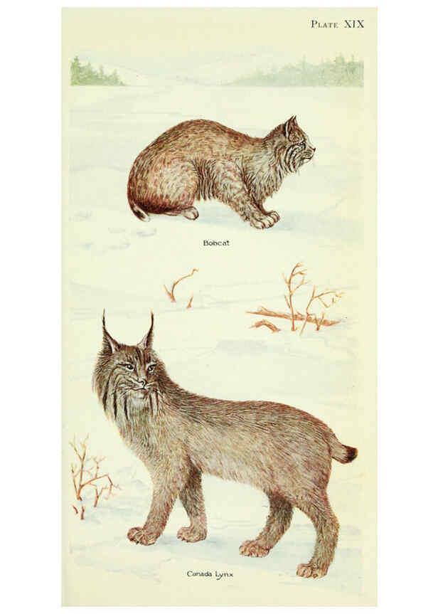 Reproducción/Reproduction 6235172616: Field book of North American mammals New York,G. P. Putnam's Sons,1928