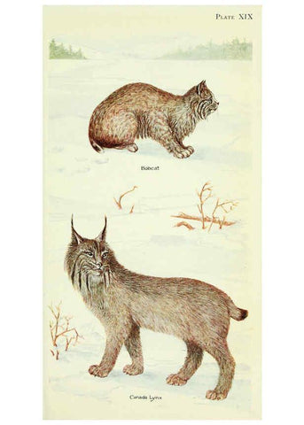 Reproducción/Reproduction 6235172616: Field book of North American mammals New York,G. P. Putnam's Sons,1928