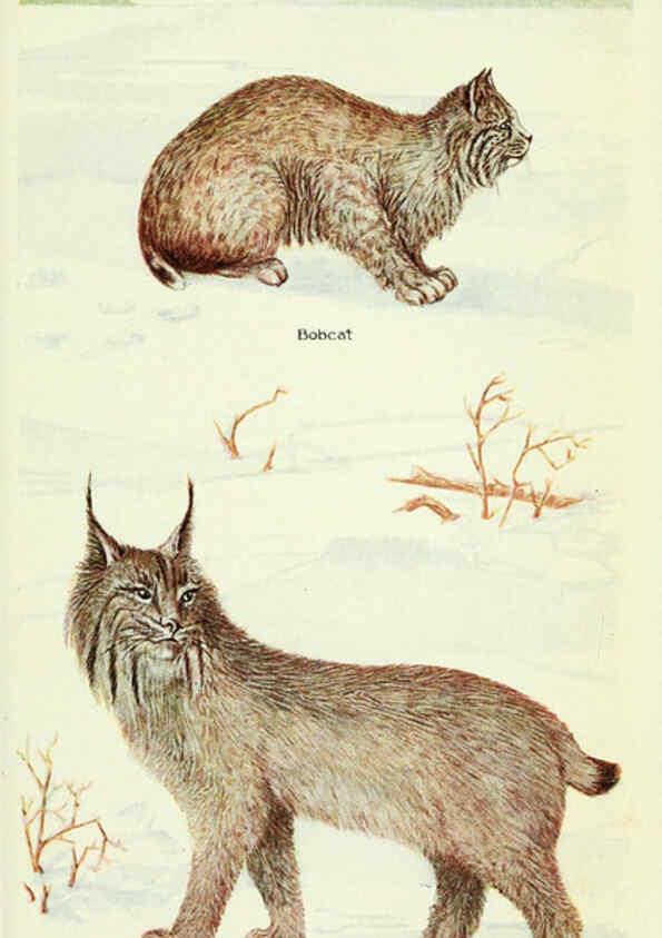 Reproducción/Reproduction 6235172616: Field book of North American mammals New York,G. P. Putnam's Sons,1928