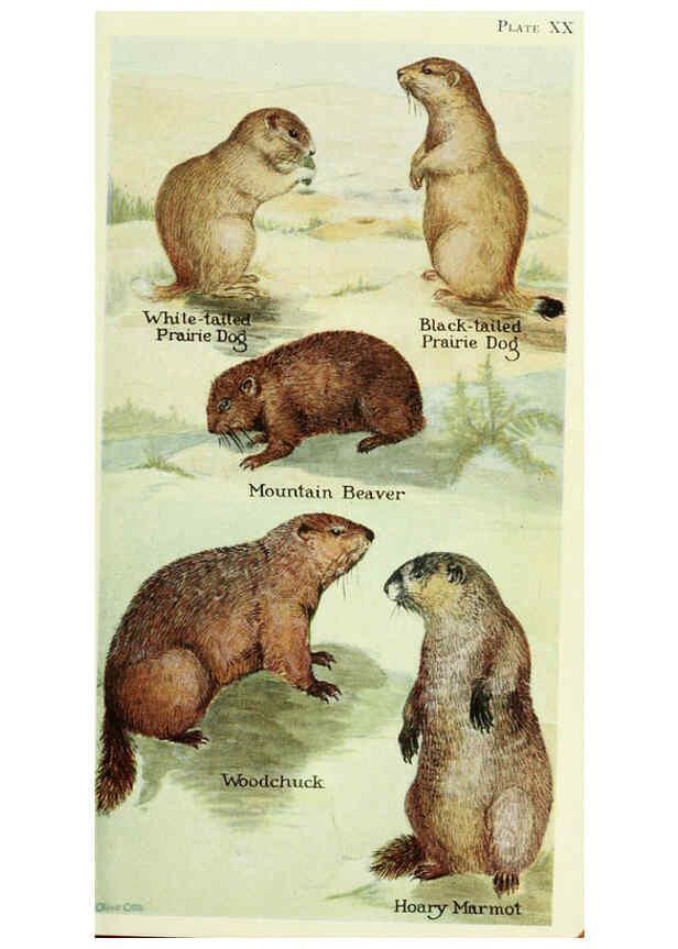 Reproducción/Reproduction 6235173034: Field book of North American mammals New York,G. P. Putnam's Sons,1928