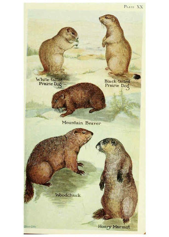 Reproducción/Reproduction 6235173034: Field book of North American mammals New York,G. P. Putnam's Sons,1928