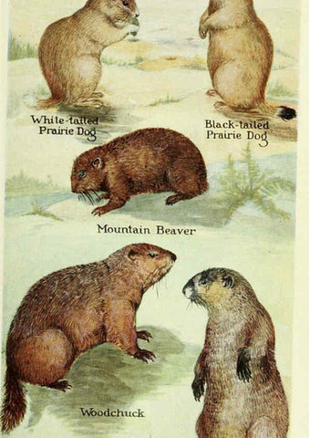 Reproducción/Reproduction 6235173034: Field book of North American mammals New York,G. P. Putnam's Sons,1928
