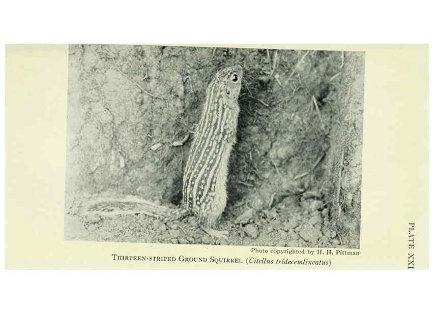 Reproducción/Reproduction 6235173586: Field book of North American mammals New York,G. P. Putnam's Sons,1928