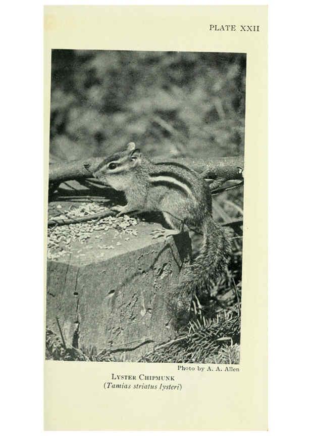 Reproducción/Reproduction 6235173860: Field book of North American mammals New York,G. P. Putnam's Sons,1928