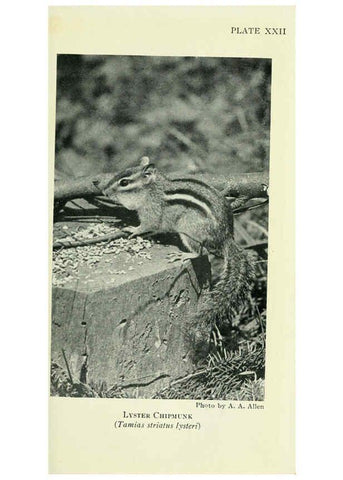 Reproducción/Reproduction 6235173860: Field book of North American mammals New York,G. P. Putnam's Sons,1928