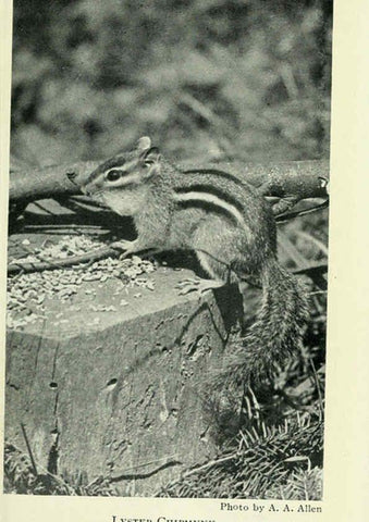 Reproducción/Reproduction 6235173860: Field book of North American mammals New York,G. P. Putnam's Sons,1928