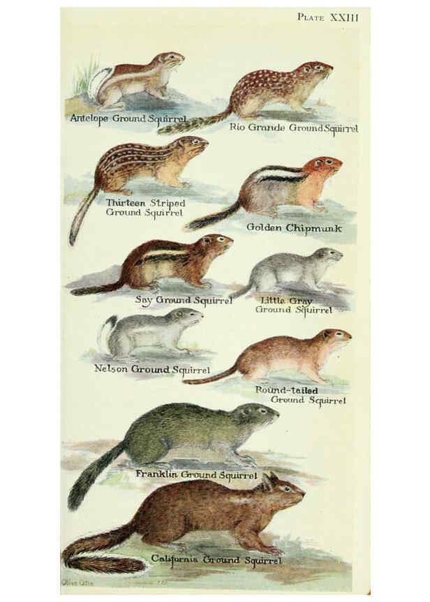Reproducción/Reproduction 6235174210: Field book of North American mammals New York,G. P. Putnam's Sons,1928