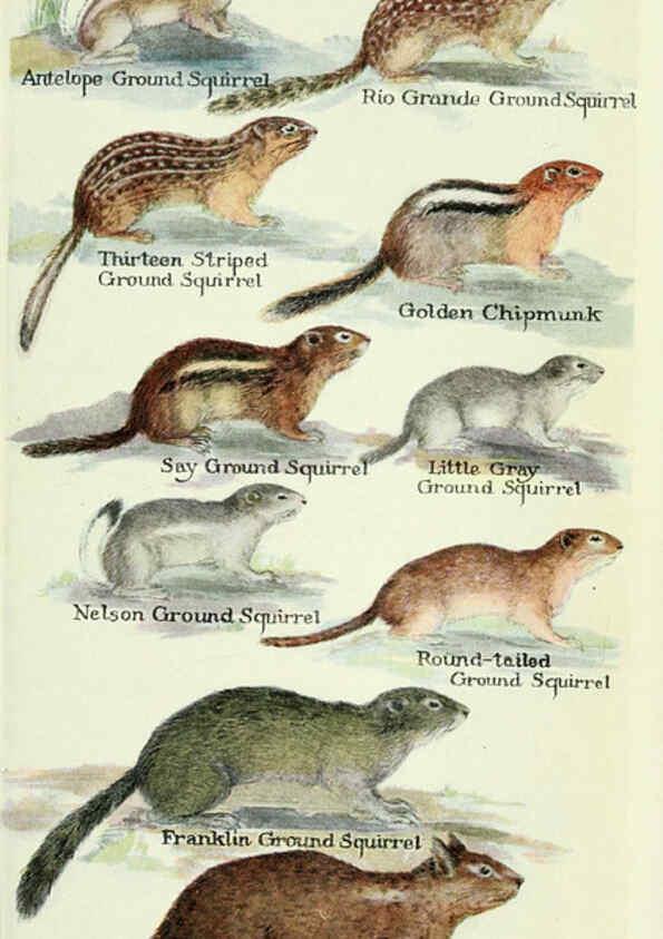 Reproducción/Reproduction 6235174210: Field book of North American mammals New York,G. P. Putnam's Sons,1928