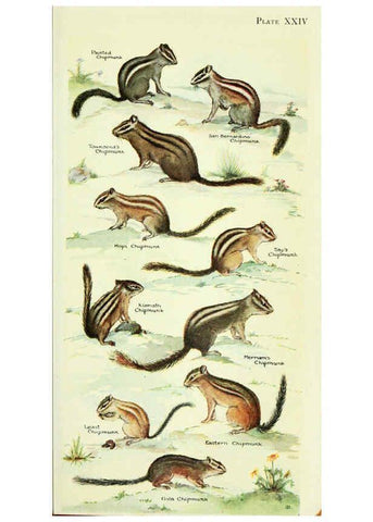 Reproducción/Reproduction 6235174478: Field book of North American mammals New York,G. P. Putnam's Sons,1928