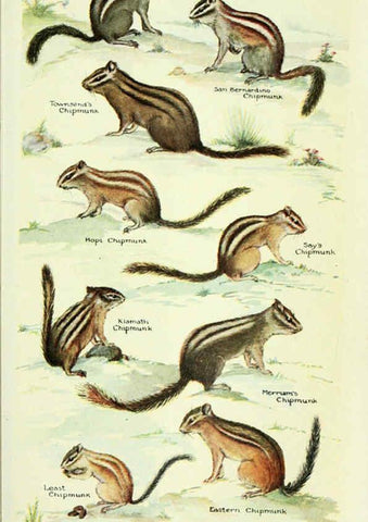 Reproducción/Reproduction 6235174478: Field book of North American mammals New York,G. P. Putnam's Sons,1928