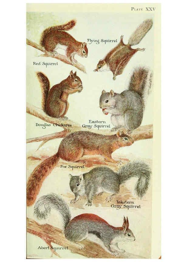 Reproducción/Reproduction 6235174740: Field book of North American mammals New York,G. P. Putnam's Sons,1928