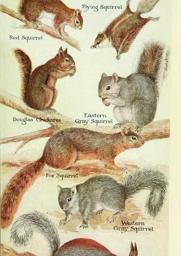 Reproducción/Reproduction 6235174740: Field book of North American mammals New York,G. P. Putnam's Sons,1928