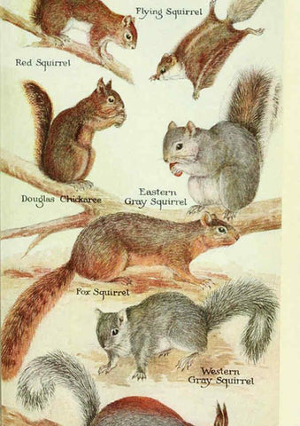 Reproducción/Reproduction 6235174740: Field book of North American mammals New York,G. P. Putnam's Sons,1928
