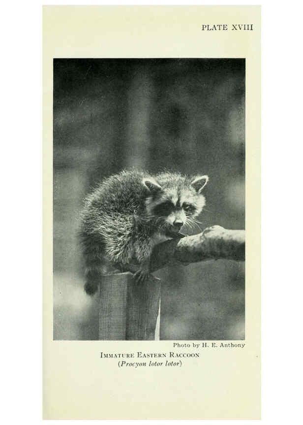 Reproducción/Reproduction 6235172248: Field book of North American mammals New York,G. P. Putnam's Sons,1928
