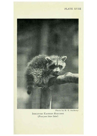 Reproducción/Reproduction 6235172248: Field book of North American mammals New York,G. P. Putnam's Sons,1928