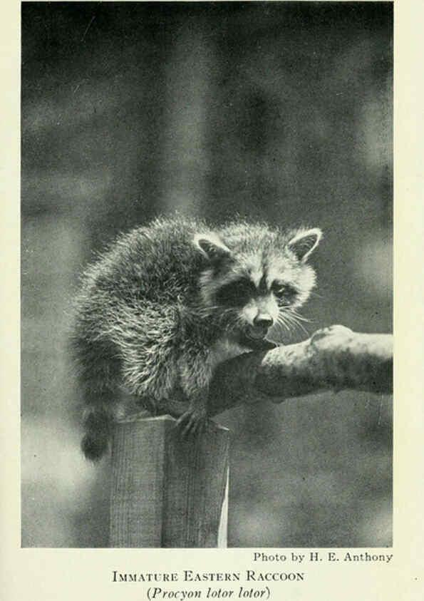 Reproducción/Reproduction 6235172248: Field book of North American mammals New York,G. P. Putnam's Sons,1928
