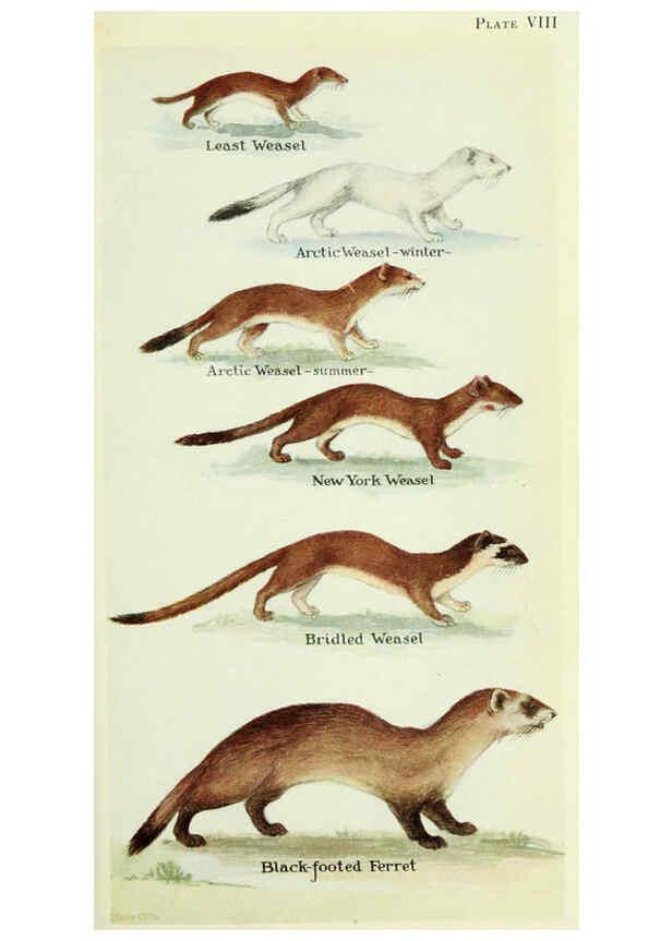 Reproducción/Reproduction 6234068737: Field book of North American mammals New York,G. P. Putnam's Sons,1928