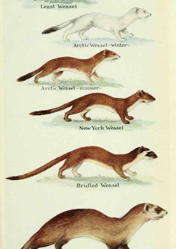 Reproducción/Reproduction 6234068737: Field book of North American mammals New York,G. P. Putnam's Sons,1928