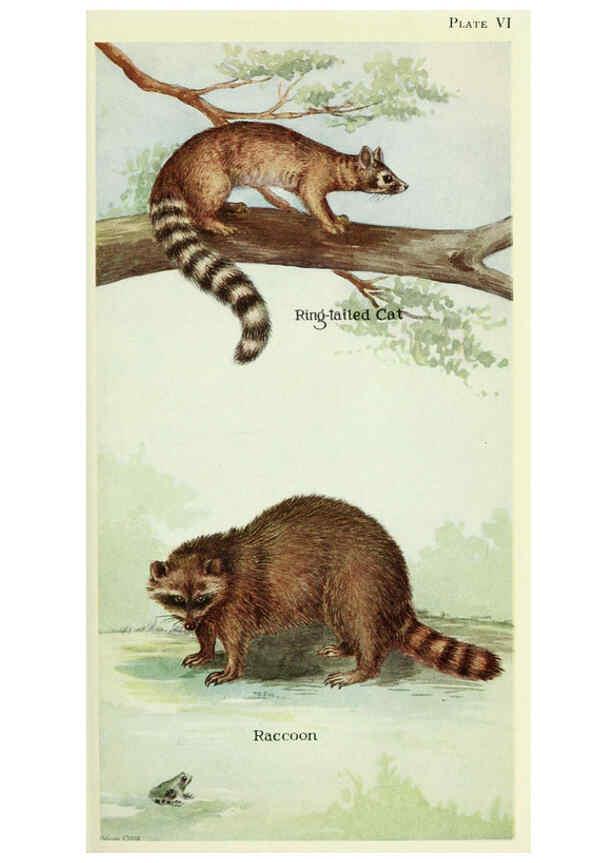 Reproducción/Reproduction 6234592788: Field book of North American mammals New York,G. P. Putnam's Sons,1928