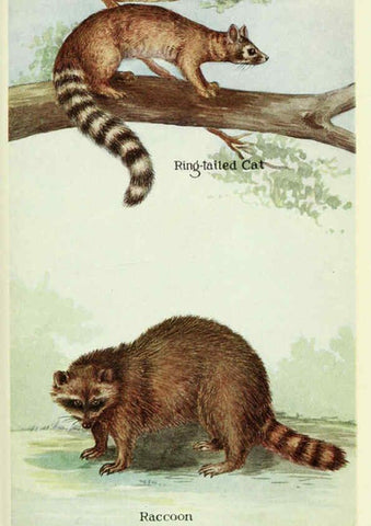 Reproducción/Reproduction 6234592788: Field book of North American mammals New York,G. P. Putnam's Sons,1928