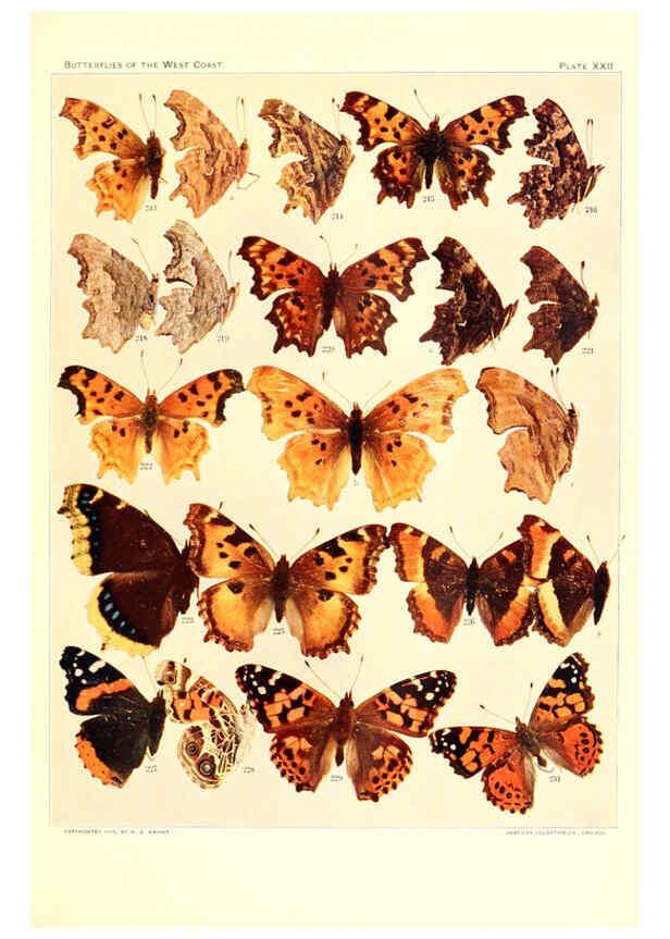Reproducción/Reproduction 6233849381: The butterflies of the West Coast of the United States San Bernardino, Calif. :Wright,1906, c1905
