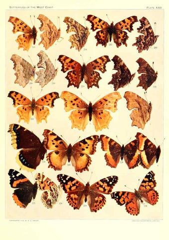 Reproducción/Reproduction 6233849381: The butterflies of the West Coast of the United States San Bernardino, Calif. :Wright,1906, c1905