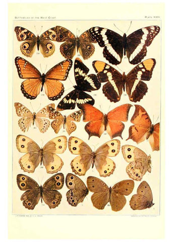 Reproducción/Reproduction 6234374818: The butterflies of the West Coast of the United States San Bernardino, Calif. :Wright,1906, c1905